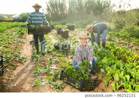 Female farmer harvesting green mangold in garden Female farmer harvesting green mangold in garden 96252131