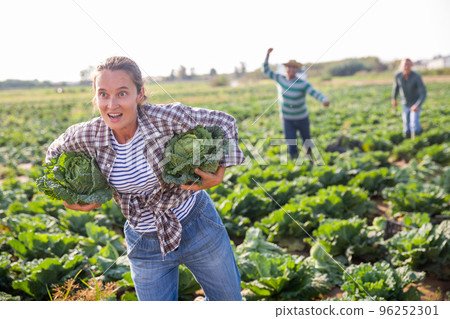 Woman fleeing farm field with stolen cabbages Woman fleeing farm field with stolen cabbages 96252301