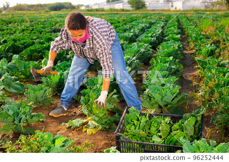 Woman in mask harvesting cabbage on field 96252444