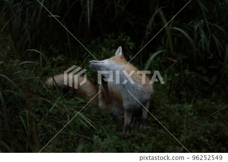 A red fox with a large body A red fox with a large body 96252549