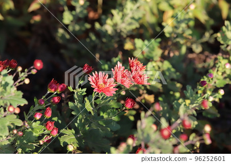 日本秋季公園盛開的紅噴菊花 96252601