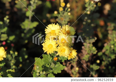 Yellow small chrysanthemum flowers blooming in an autumn park in Japan 96252659