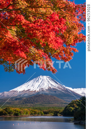Stock Photo: "Yamanashi Prefecture" Autumn leaves of Mt. Fuji and Lake Shojiko in autumn Stock Photo: "Yamanashi Prefecture" Autumn leaves of Mt. Fuji and Lake Shojiko in autumn 96253028