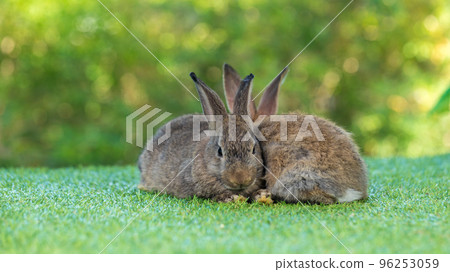 Adorable and cute new born rabbit. baby cute rabbit or new born adorable bunny. Easter Bunny. Adorable and cute new born rabbit. baby cute rabbit or new born adorable bunny. Easter Bunny. 96253059