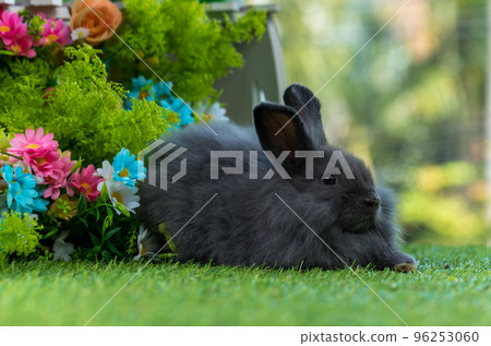 Adorable and cute new born rabbit. baby cute rabbit or new born adorable bunny. Easter Bunny. Adorable and cute new born rabbit. baby cute rabbit or new born adorable bunny. Easter Bunny. 96253060