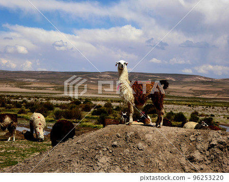 玻利維亞高地一個村莊里的美洲駝(llama) 玻利維亞高地一個村莊里的美洲駝(llama) 96253220