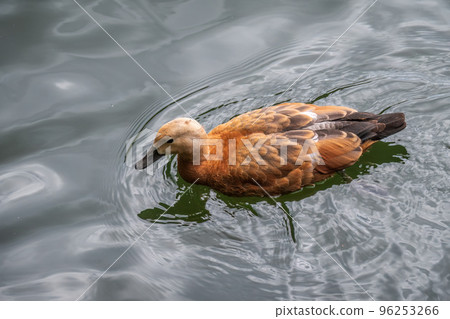 Ruddy Shelduck, or red duck, lat. Tadorna ferruginea, swimming on a lake. Ruddy Shelduck, or red duck, lat. Tadorna ferruginea, swimming on a lake. 96253266