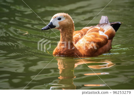 Ruddy Shelduck, or red duck, lat. Tadorna ferruginea, swimming on a lake. Ruddy Shelduck, or red duck, lat. Tadorna ferruginea, swimming on a lake. 96253279