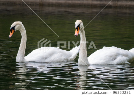 Two graceful white swans swim in the dark water. Two graceful white swans swim in the dark water. 96253281