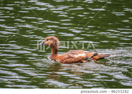 Ruddy Shelduck, or red duck, lat. Tadorna ferruginea, swimming on a lake. 96253282