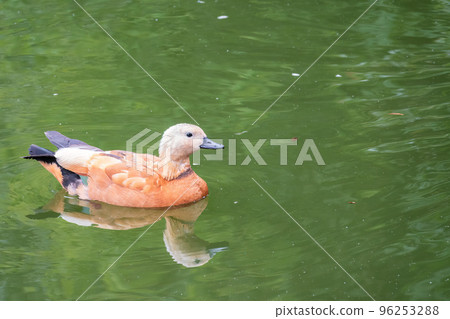 Ruddy Shelduck, or red duck, lat. Tadorna ferruginea, swimming on a lake. Ruddy Shelduck, or red duck, lat. Tadorna ferruginea, swimming on a lake. 96253288