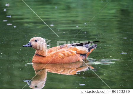 Ruddy Shelduck, or red duck, lat. Tadorna ferruginea, swimming on a lake. Ruddy Shelduck, or red duck, lat. Tadorna ferruginea, swimming on a lake. 96253289