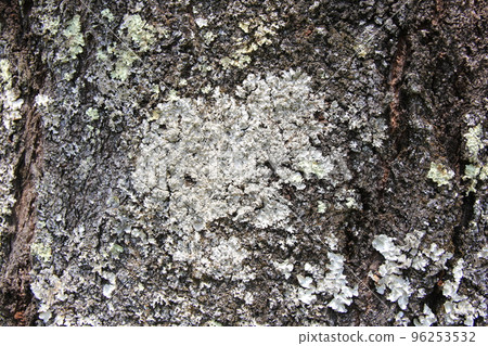 Prunus moss/Grows on tree trunks 96253532