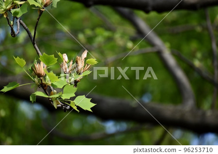 See spring in the sprouts growing day by day See spring in the sprouts growing day by day 96253710