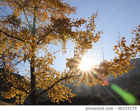 Ginkgo biloba and the rays of the sun are beautiful Ginkgo biloba and the rays of the sun are beautiful 96254179