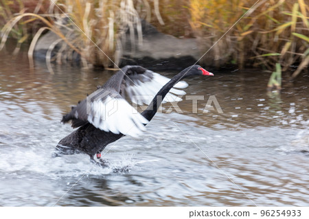 The swan of Lake Senba The swan of Lake Senba 96254933