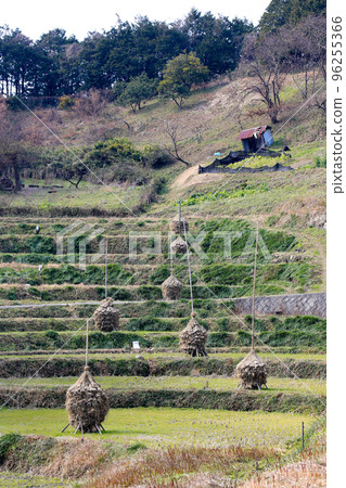 Asuka Village, Nara Prefecture, winter, pampas grass (rice straw stacking) 96255366