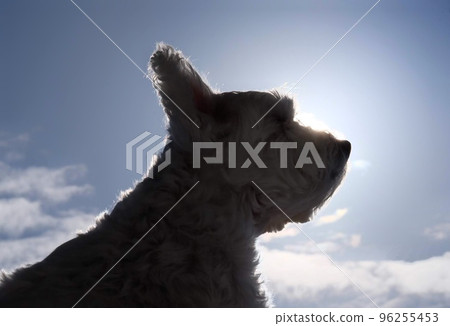 Dog facing sideways with blue sky and white clouds 96255453