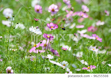 藥師池公園的波斯菊和木蜂 96255508