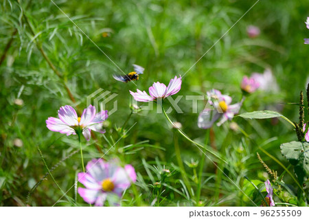 藥師池公園的波斯菊和木蜂 96255509