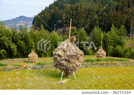 Asuka Village, Nara Prefecture, winter, pampas grass (rice straw stacking) 96255584