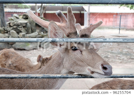 Rusa deer in the zoo Rusa deer in the zoo 96255704