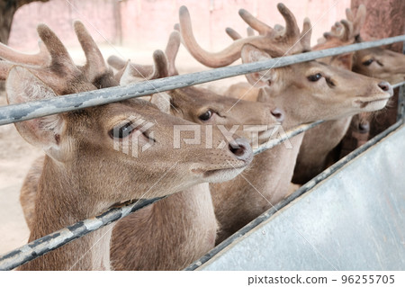 Rusa deer in the zoo Rusa deer in the zoo 96255705