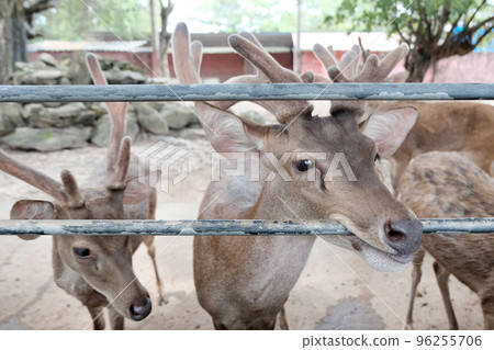 Rusa deer in the zoo Rusa deer in the zoo 96255706