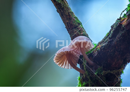 Couple white mushrooms in the forest, Genus Mycena mushroom Couple white mushrooms in the forest, Genus Mycena mushroom 96255747