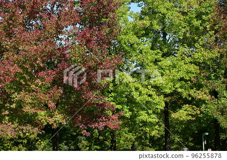 Maple-leaf Sycamore Maple-leaf Sycamore 96255878