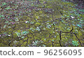 地面裂縫和 grass_1 96256095