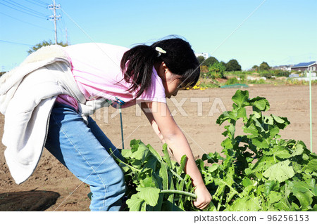 Children harvesting radish Children harvesting radish 96256153