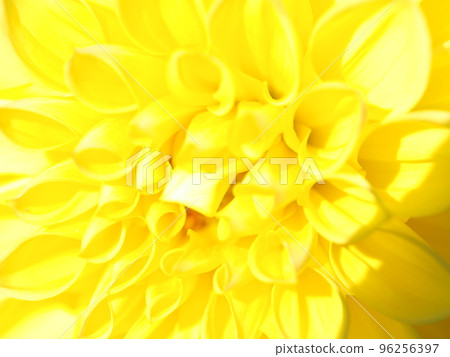 花：大麗花 96256397