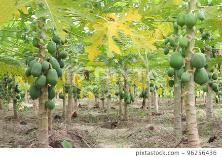 green and raw papaya stock on tree green and raw papaya stock on tree 96256436