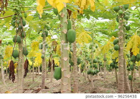 green and raw papaya stock on tree green and raw papaya stock on tree 96256438