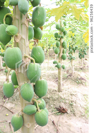 green and raw papaya stock on tree 96256439