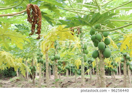 green and raw papaya stock on tree green and raw papaya stock on tree 96256440