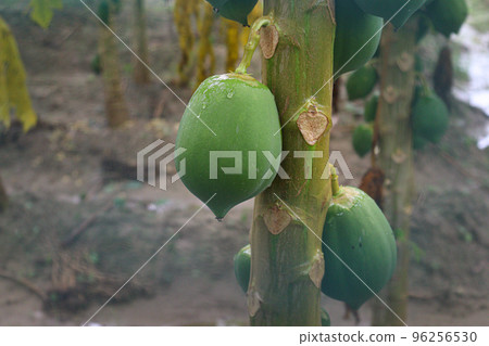 green and raw papaya stock on tree in firm green and raw papaya stock on tree in firm 96256530
