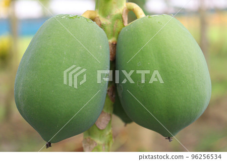 green and raw papaya stock on tree in firm green and raw papaya stock on tree in firm 96256534