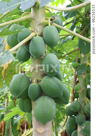 green and raw papaya stock on tree in firm 96256535