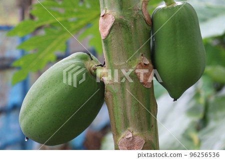 green and raw papaya stock on tree in firm green and raw papaya stock on tree in firm 96256536