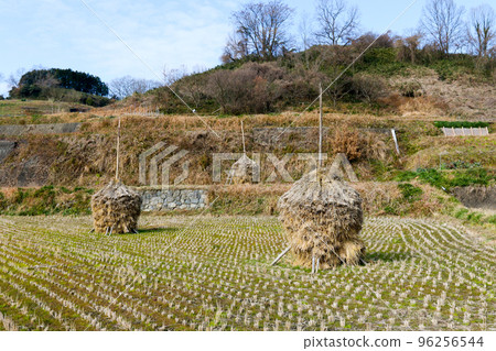 奈良縣明日香村,冬天,蒲葦(稻草堆放) 奈良縣明日香村,冬天,蒲葦(稻草堆放) 96256544