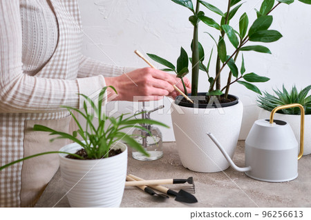 Young woman taking care of her Zamioculcas plant at home Young woman taking care of her Zamioculcas plant at home 96256613