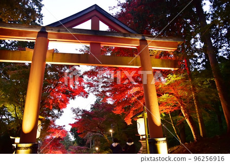 Otsu city Hiyoshi Taisha Sanno torii gate and autumn foliage illumination on the approach 96256916
