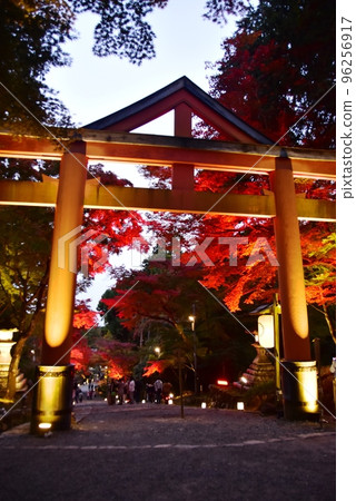 Otsu city Hiyoshi Taisha Sanno torii gate and autumn foliage illumination on the approach 96256917