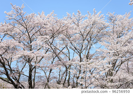 我們去西山公園#40看櫻花 我們去西山公園#40看櫻花 96256950