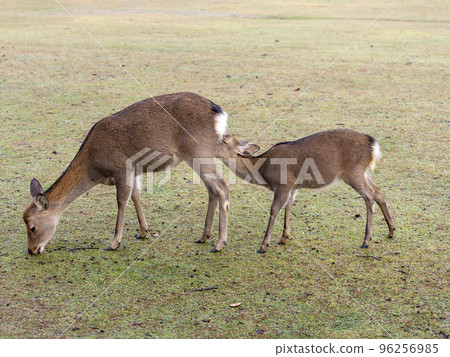 fawn drinking mother's milk fawn drinking mother's milk 96256985