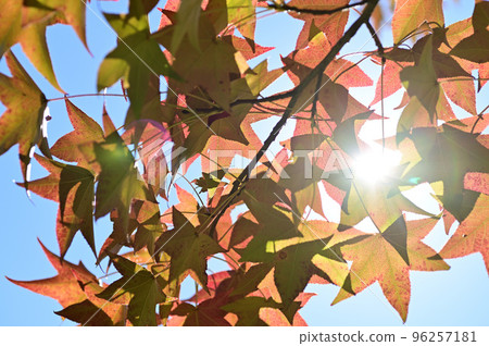 Sweetgum in the park Sweetgum in the park 96257181