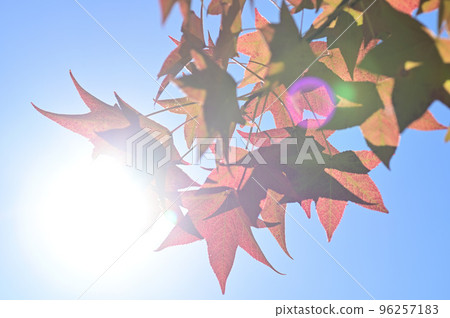 Maple-leaf Sycamore Maple-leaf Sycamore 96257183