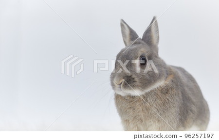 White background gray rabbit (half body) 96257197